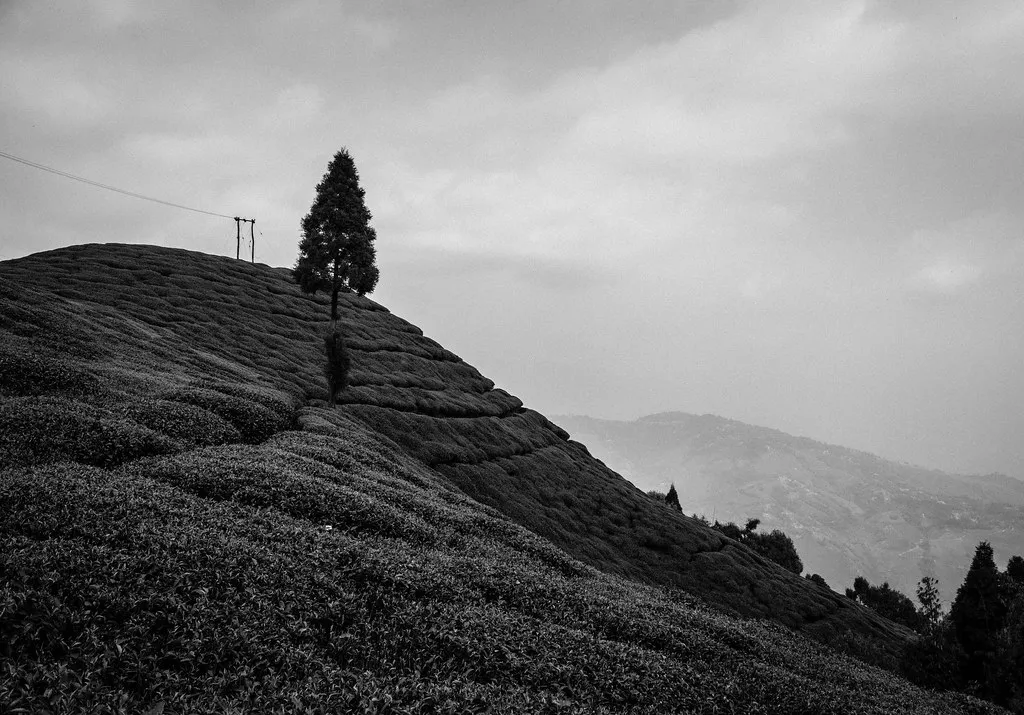 A lone tree on a hilltop covered in clipped tea bushes, in black and white