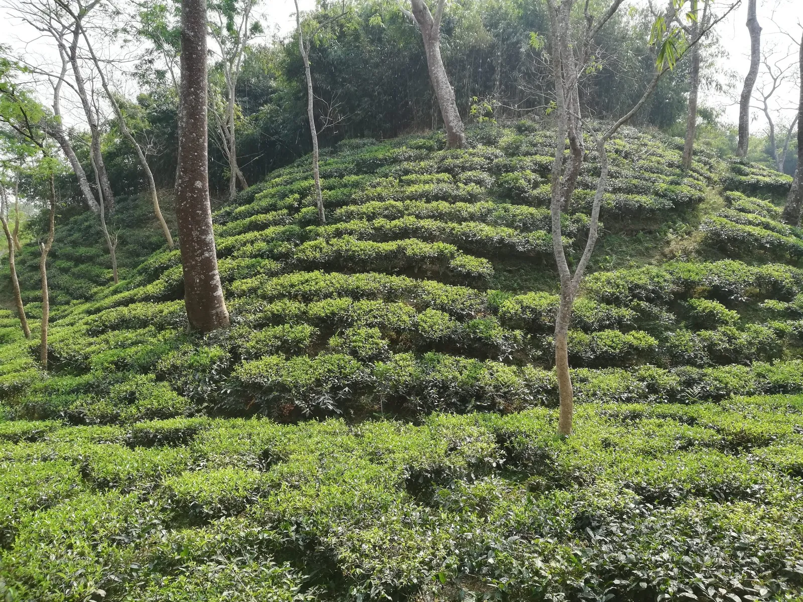 Terraced rows of tea bushes on a hillside among tall shade trees